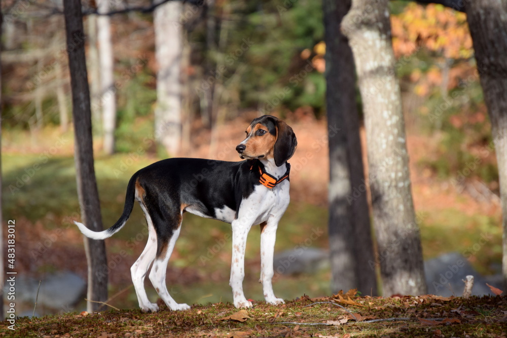 Treeing Walker Coonhound Puppy