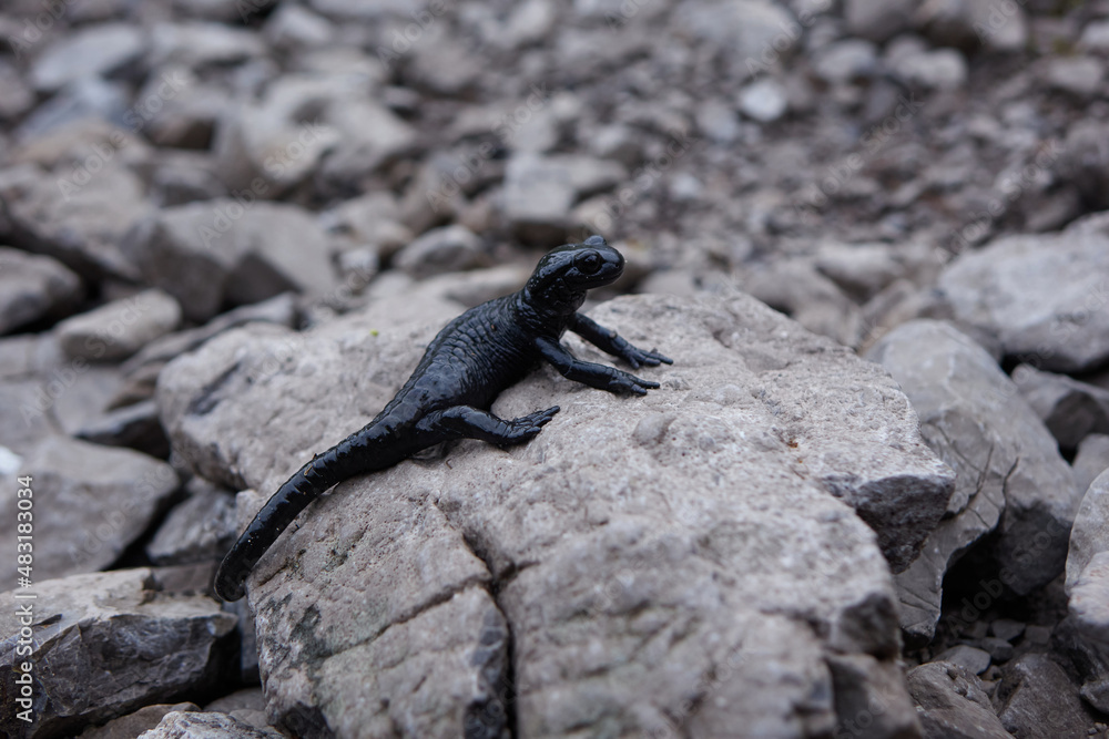 Alpensalamander (Salamandra atra) in den Hochalpen im Allgäu. Alpensalamander (Salamandra atra) in den Hochalpen im Allgäu.