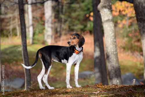 Treeing Walker Coonhound Puppy