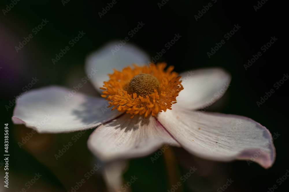 Fototapeta premium Beautiful white flower