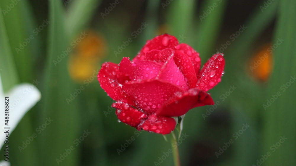 Obraz premium Red rose and dew