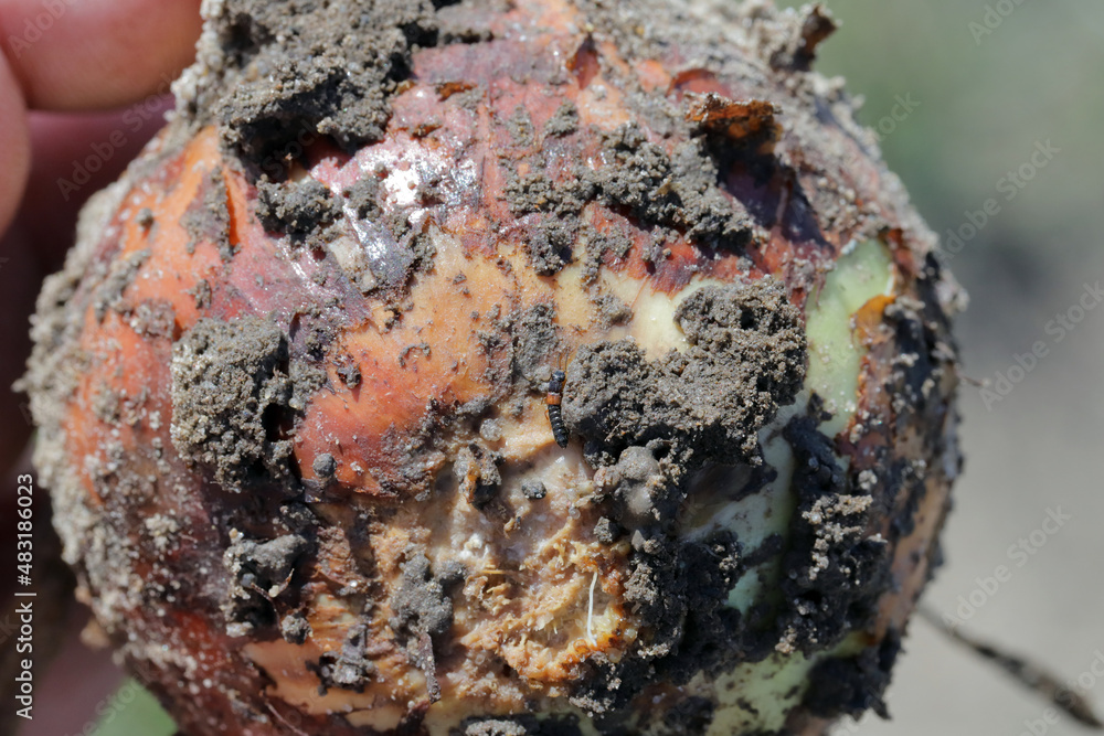 Fototapeta premium Onion damaged by Delia antiqua, commonly known as the onion fly and Eumerus strigatus or lesser bulb fly, are a cosmopolitan pests of crops. The larvae - maggots feed on onions, garlic, and others.