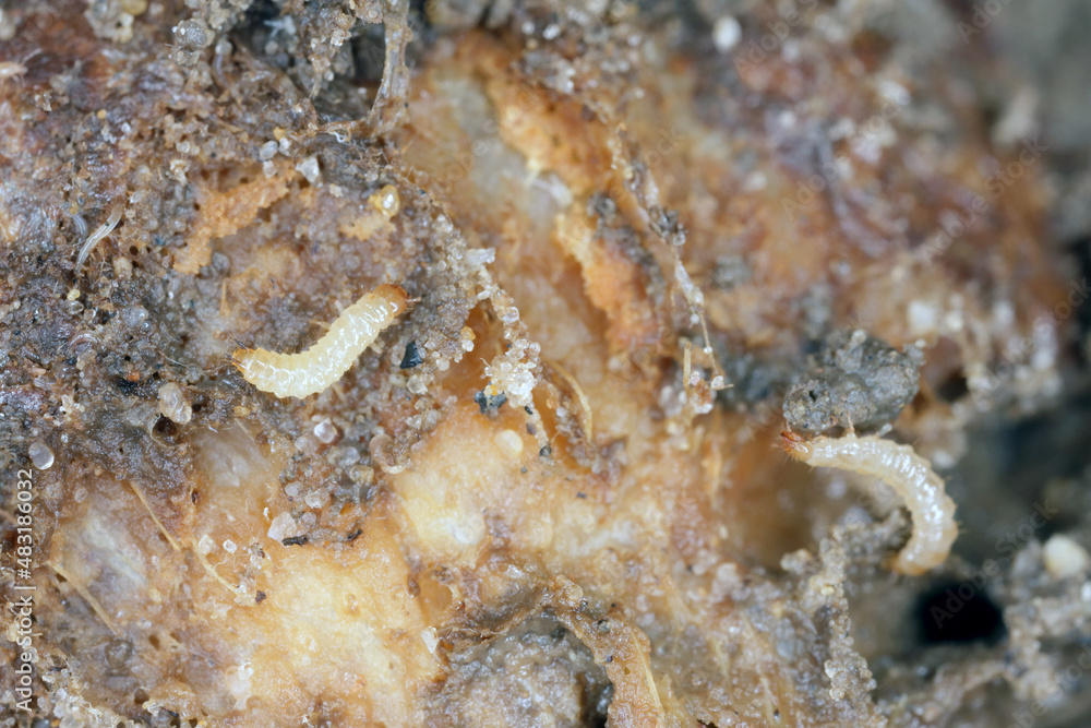 Rotting Insects Onion damaged by fungal disease caused by Fusarium oxysporum. It causes ...