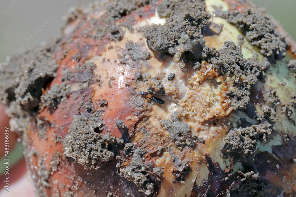 Onion damaged by fungal disease caused by Fusarium oxysporum. It causes the rotting of onions on