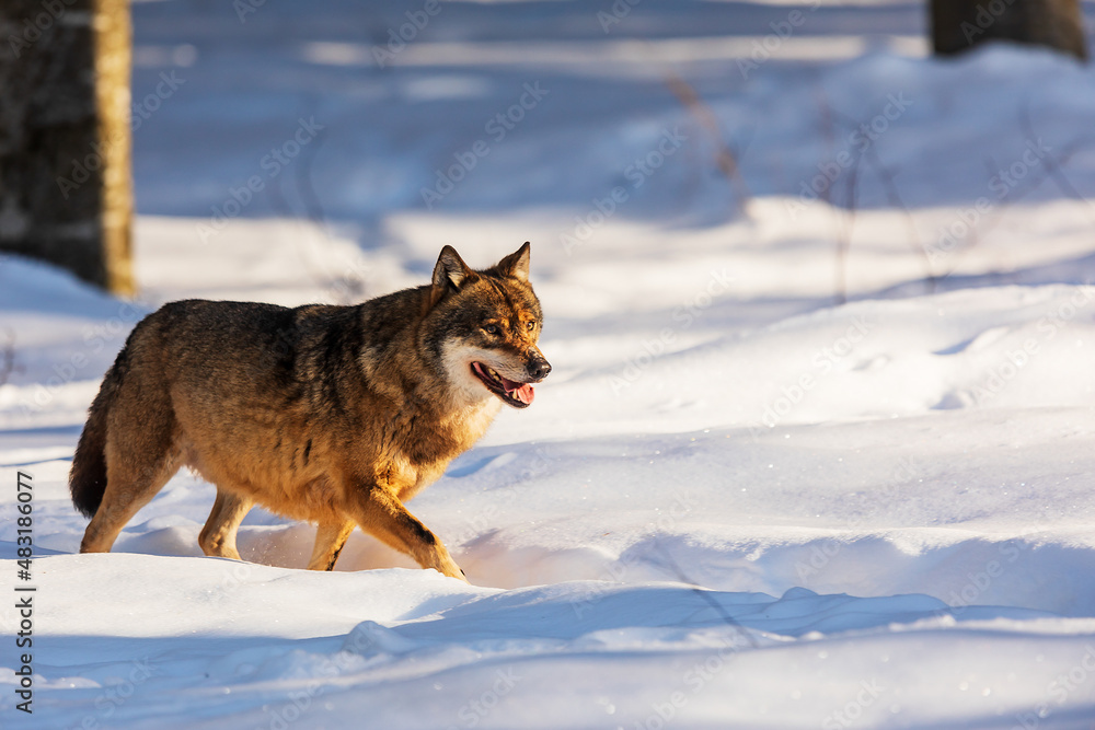 male Eurasian wolf (Canis lupus lupus) going through deep snow male Eurasian wolf (Canis lupus lupus) going through deep snow