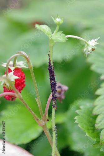 Collony of strawberry aphid - Aphis forbesi on wild strawberry in garden. photo
