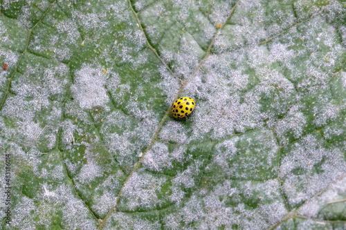 A 22-spot ladybird, Psyllobora vigintiduopunctata, family Coccinellidae eating powdery mildew on zucchini foliage. Adult insect on a zucchini leaf.