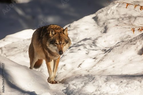 male Eurasian wolf (Canis lupus lupus) watching something ahead in the snowy forest