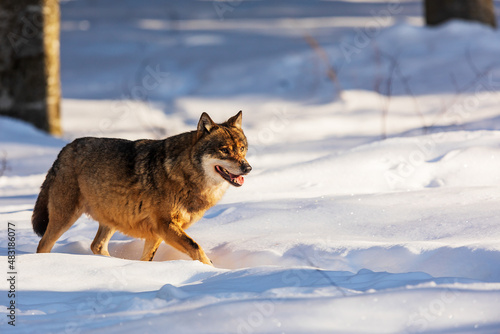 male Eurasian wolf (Canis lupus lupus) going through deep snow © michal