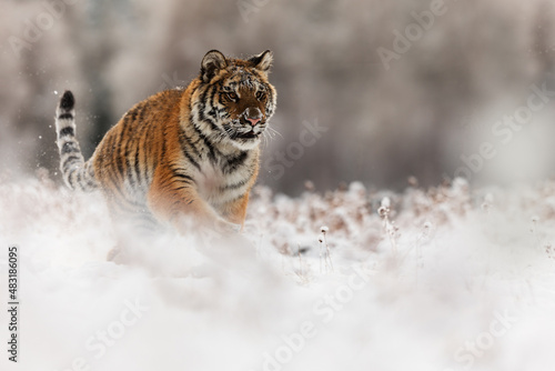 young male Siberian tiger (Panthera tigris tigris) running in the winter landscape of the taiga