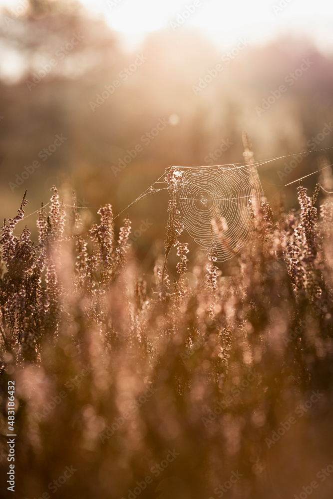 Obraz premium 483186432