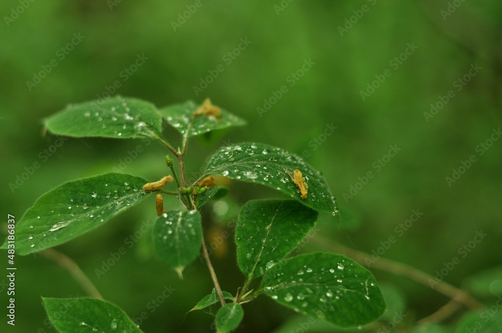 Nature - the material world of the universe, in essence - the main object of study of the natural sciences. In everyday life, the word Nature - the material world of the universe, in essence - the main object of study of the natural sciences. In everyday life, the word