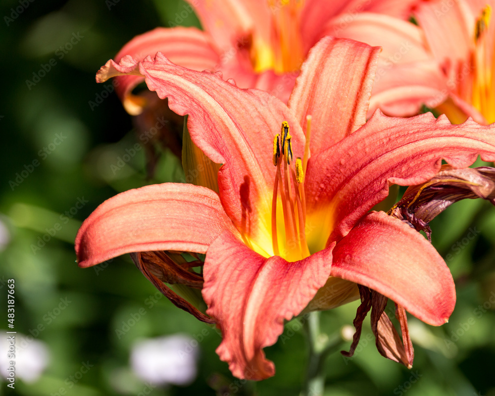 Flower red with yellow accent photographed from above Flower red with yellow accent photographed from above
