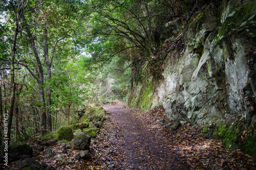 A path in the Cubo de la Galga Laurel Forest, amidst the endemic flora, La Palma, Canary Islands, Spain