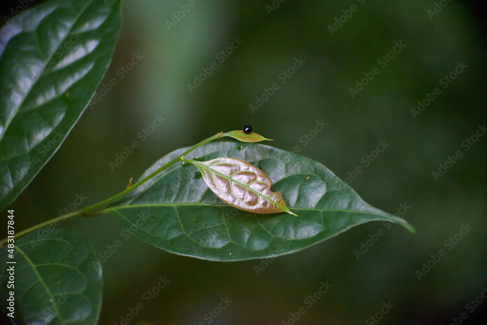 Fototapeta premium closeup nature view of green leaf and palms background. Flat lay, tropical leaf