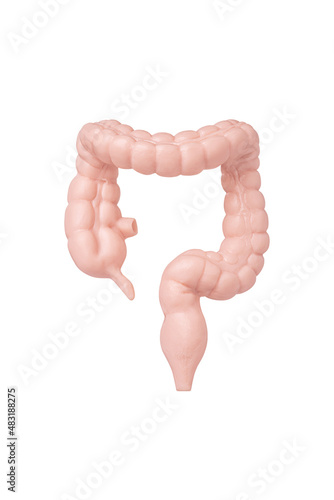 Quadro su tela Human large intestine model isolated on white background close up