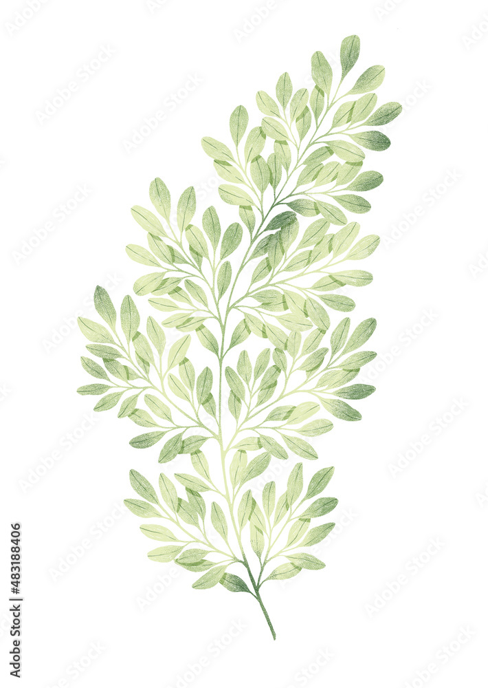 Green leaves on branch isolated on white background. Botanical illustration.
