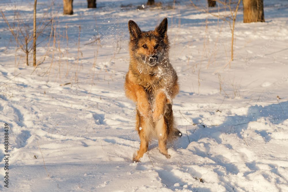 Naklejka premium German Shepherd playing in the snow. It's a warm sunny day outside.