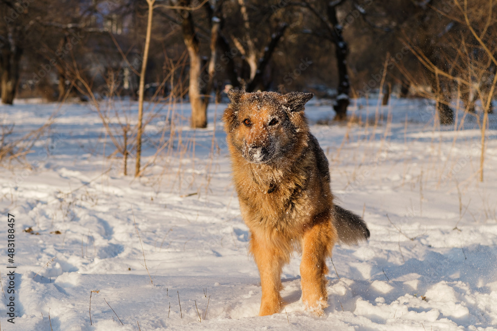 German shepherd muzzle in snow