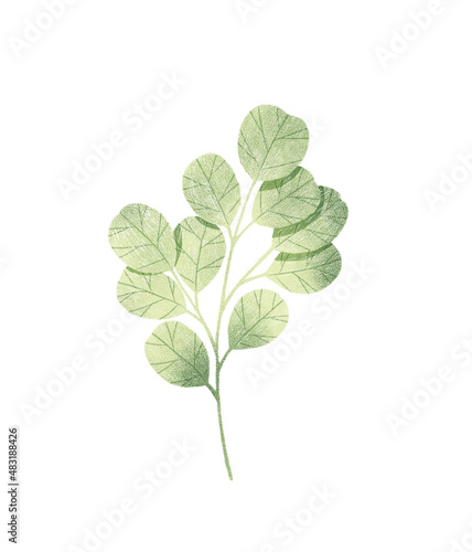 Green eucalyptus leaf isolated on white background. Silver dollar eucalyptus leaf. Botanical illustration.
