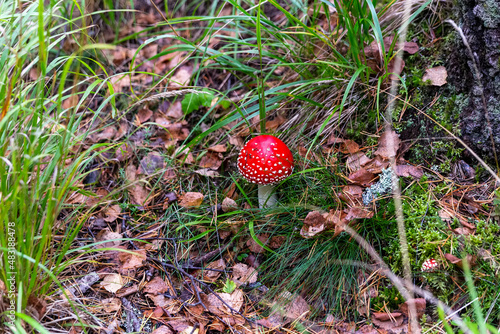 Fly agaric grows in the forest