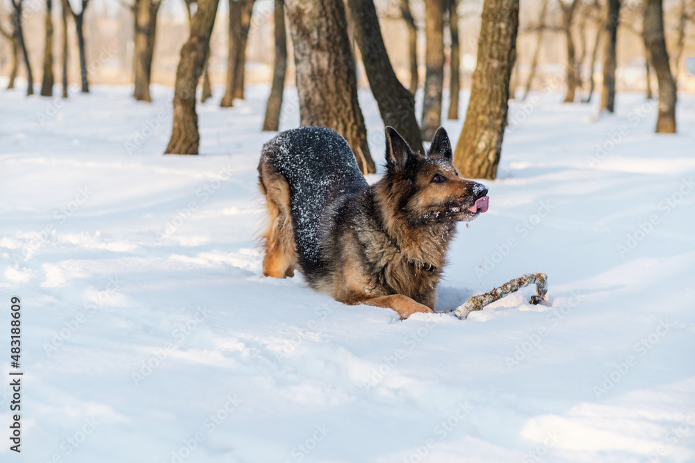 German Shepherd playing in the snow. It's a warm sunny day outside. German Shepherd playing in the snow. It's a warm sunny day outside.