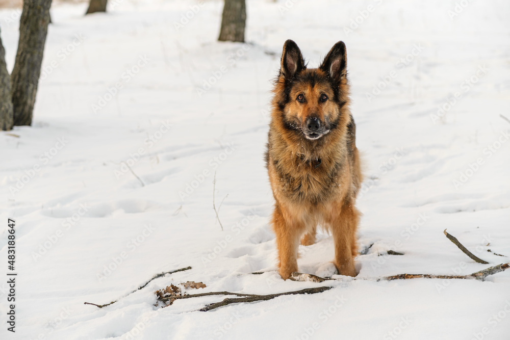 A German Shepherd standing in the snow. It's a warm sunny day outside. A German Shepherd standing in the snow. It's a warm sunny day outside.