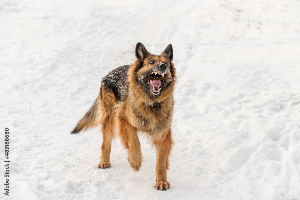 German Shepherd playing in the snow. It's a warm sunny day outside. German Shepherd playing in the snow. It's a warm sunny day outside.