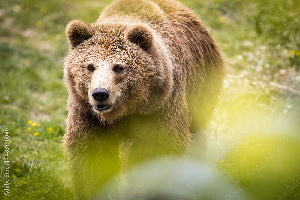 Obraz premium Grizzly