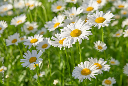 Daisy flower on green meadow (selective DOF) © Sergios