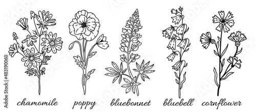 Wild flowers line collection: chamomile, bluebonnet, poppy, bluebell, cornflower. Sketch wildflowers and herbs nature botanical elements. Hand drawn summer field flowering vector Illustrations set. 