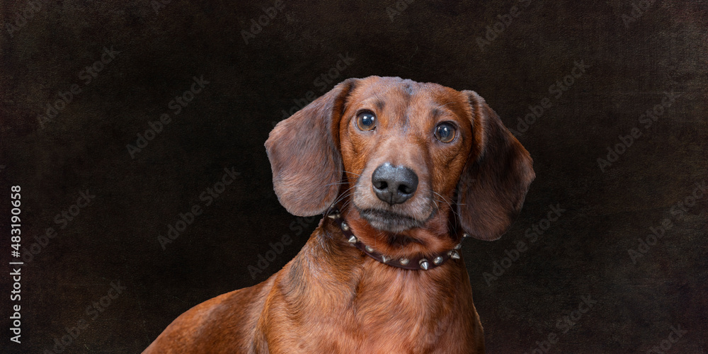 Mahogany Weiner Dog On Wide Brown Background With Copy Space