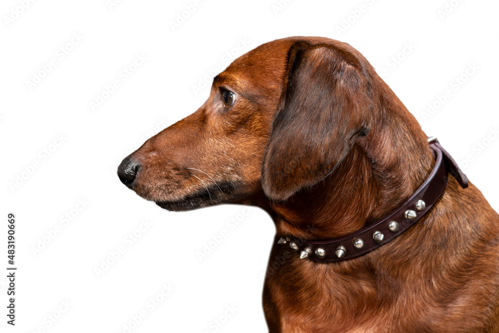 Red Dachshund Looking Off Camera Left Isolated On White