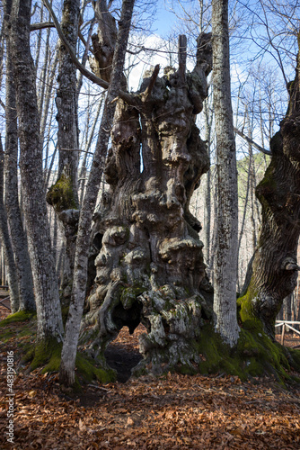 Imagen de castaño centenario del castañar del tiemblo en otoño con un manto de hojas marrones en un excursión de senderismo por Madrid 