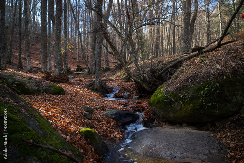 Vistas del paisaje de un bosque en una excursión de senderismo en otoño con hojas marrones y un río con pequeñas cascadas y arboles