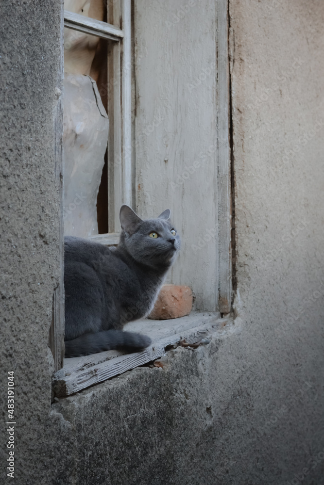 Russian blue cat sitting on a window seal of an old house looking up the sky
