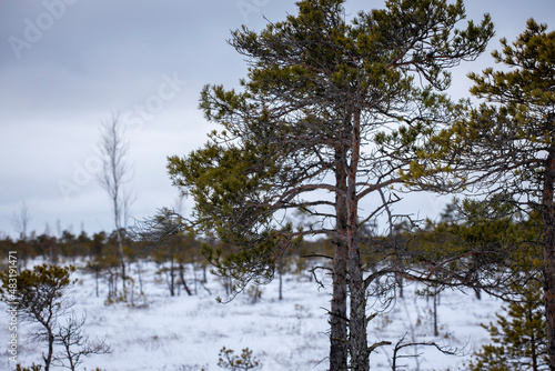 Bog hiking trail in Kemeri National Park