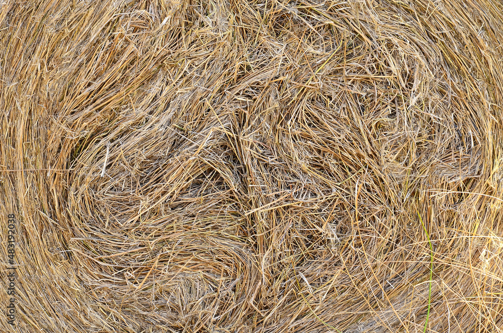 A stack of yellow-green juicy hay for feeding horses and cows, dry grass rolled into a roll A stack of yellow-green juicy hay for feeding horses and cows, dry grass rolled into a roll
