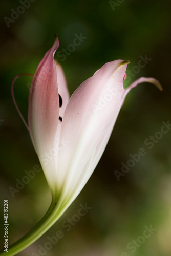 Flor da espécie Crinum bulbispermum. Planta que produz uma flor bulbosa de cores variadas.   photo