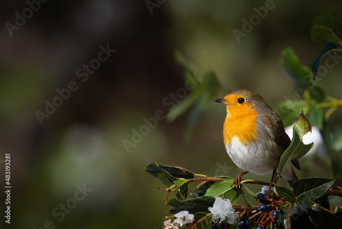 european robin erithacus rubecula perching on a berry bush during winter. snowy day, out of focus green background. small song bird with a round shape and orange breast. 