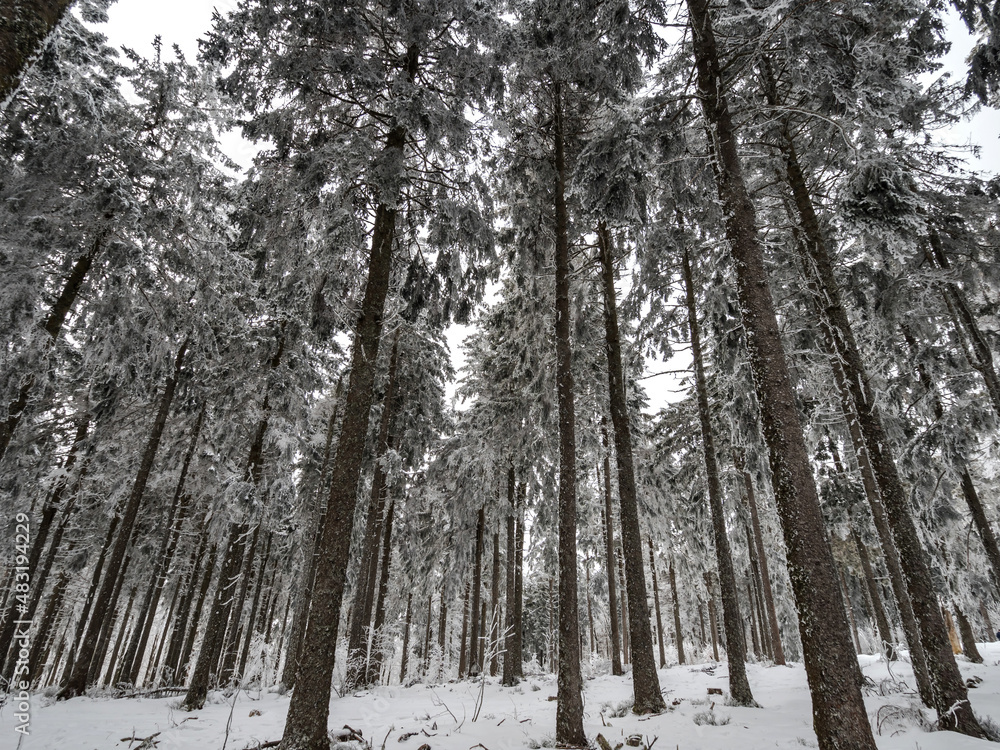 Snow covered forest in the Vosges. Fog covers the mountains. Snow covered forest in the Vosges. Fog covers the mountains.
