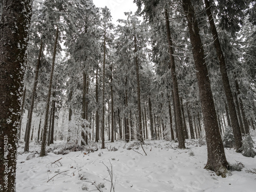 Snow covered forest in the Vosges. Fog covers the mountains.