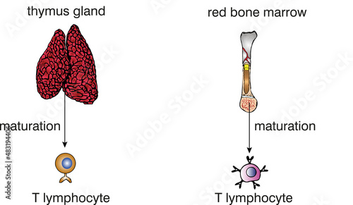 lymphocyte maturation
