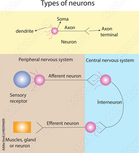 types of neuron