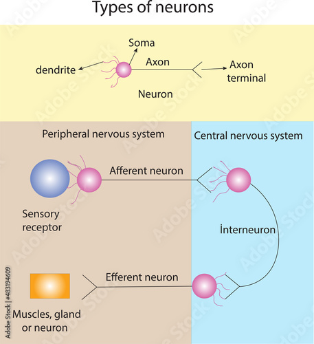 types of neuron photo