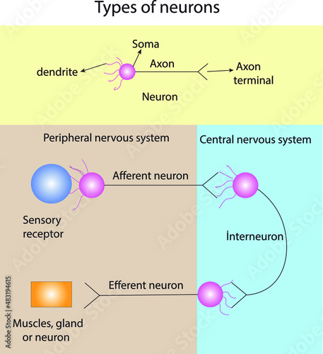types of neuron