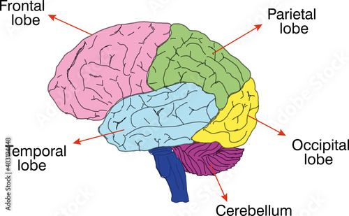 parts of the human brain