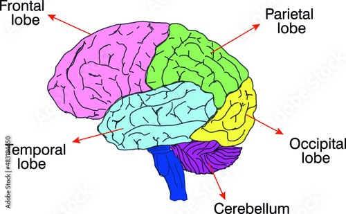 parts of the human brain