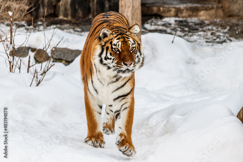 beautiful panthera tigris on a snowy road © Minakryn Ruslan 