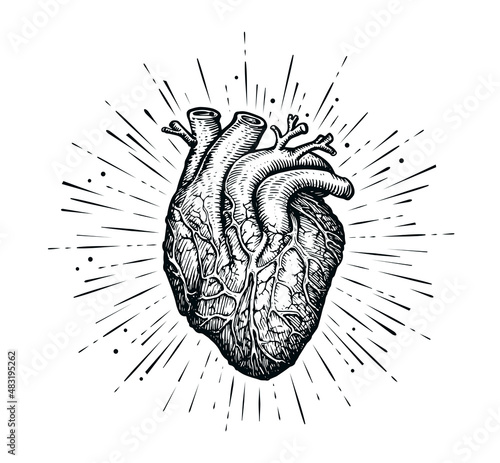 Anatomical human heart and rays. Hand drawn sketch in vintage engraving style. Vector illustration